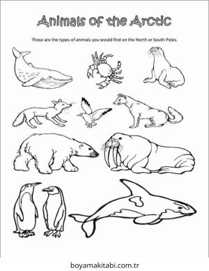 Kutup Hayvanları boyama sayfası – çocuk aktivitesi, PDF indir