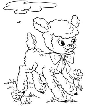 Kuzu boyama sayfası,  coloring page, Güzel Kuzu, 