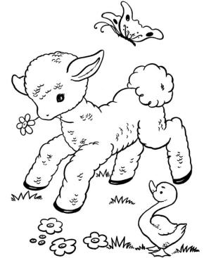 Kuzu boyama sayfası,  coloring page, Kuzu ve Ördek, Kelebek, 