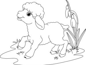 Kuzu boyama sayfası,  coloring page, Bir su Birikintisi üzerinde Koyun, 