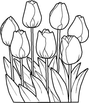 Lale boyama sayfası,  coloring page, Mükemmel Lale, 