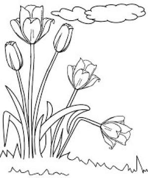 Lale boyama sayfası,  coloring page, Güzel Lale, 