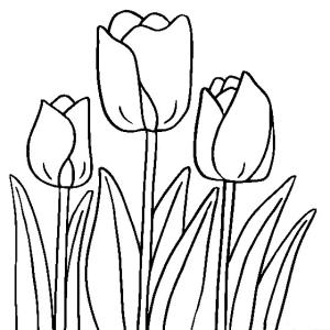 Lale boyama sayfası,  coloring page, Normal Lale, 