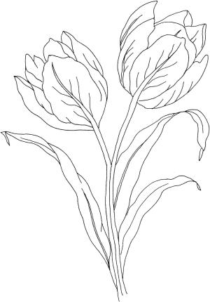 Lale boyama sayfası,  coloring page, Güzel Lale, 