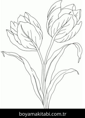 Lale boyama sayfası – boyama çalışması, yaratıcılığı geliştirir