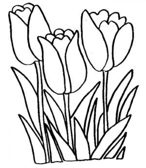 Lale boyama sayfası,  coloring page, Üç Lale, 