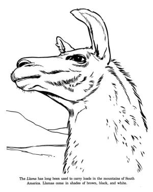 Lama boyama sayfası,  coloring page, Lama Üzgün, 