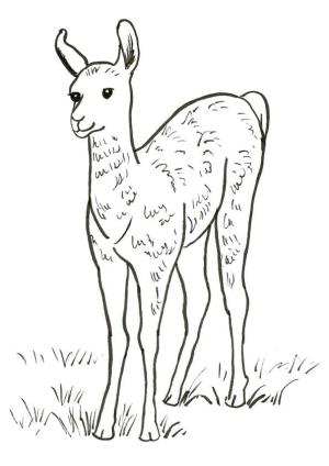 Lama boyama sayfası,  coloring page, , 