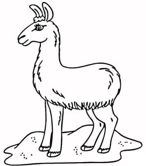 Lama boyama sayfası,  coloring page, Bir Lama, 