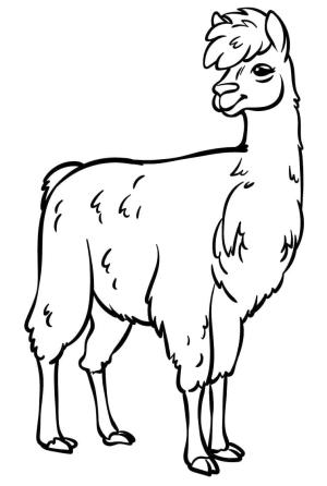 Lama boyama sayfası,  coloring page, , 