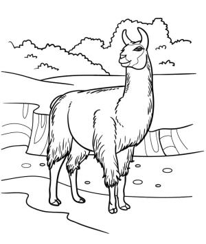 Lama boyama sayfası,  coloring page, , 