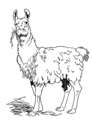 Lama boyama sayfası,  coloring page, , 