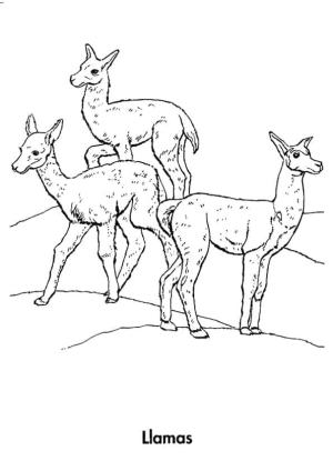 Lama boyama sayfası,  coloring page, Lamalar, 