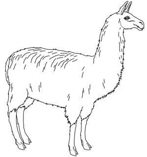 Lama boyama sayfası,  coloring page, , 