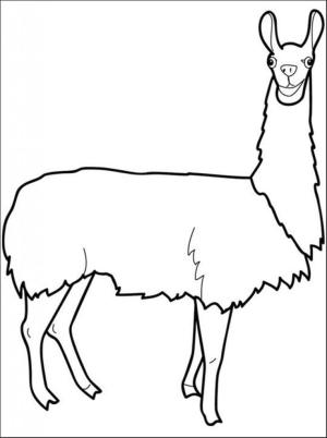 Lama boyama sayfası,  coloring page, Lama İçin Ücretsiz, 