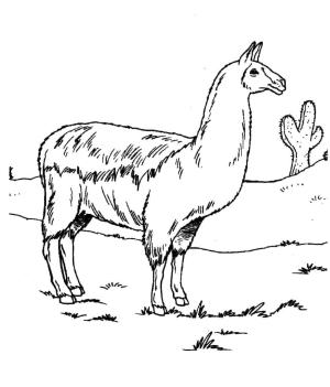 Lama boyama sayfası,  coloring page, , 