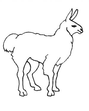 Lama boyama sayfası,  coloring page, Lama Yazdır, 