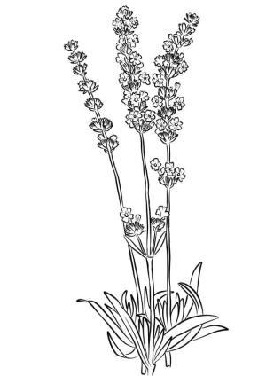 Lavanta boyama sayfası,  coloring page, Çocuklar için lavanta, 