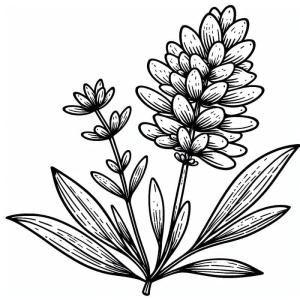 Lavanta boyama sayfası,  coloring page, Lavanta çizimi, 