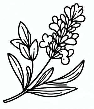 Lavanta boyama sayfası,  coloring page, Kolay lavanta, 