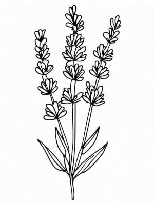 Lavanta boyama sayfası,  coloring page, Lavanta resmi, 