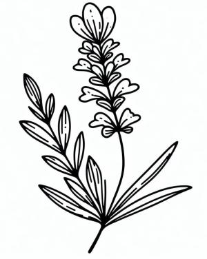 Lavanta boyama sayfası,  coloring page, Lavanta çiçeği, 