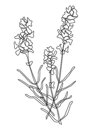 Lavanta boyama sayfası,  coloring page, Lavanta yazdırılabilir, 