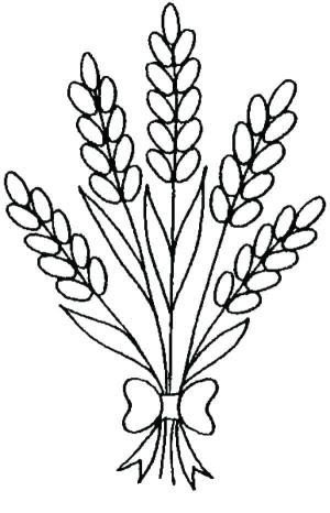 Lavanta boyama sayfası,  coloring page, Basit Lavanta, 