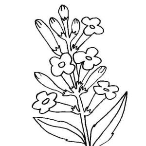 Lavanta boyama sayfası,  coloring page, Lavanta çiçekleri, 