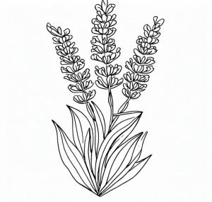 Lavanta boyama sayfası,  coloring page, Çocuklar için lavanta yazdırılabilir, 