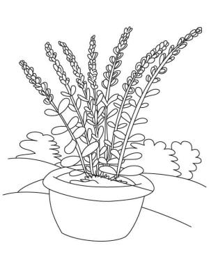 Lavanta boyama sayfası,  coloring page, Bir tencerede lavanta, 