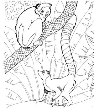 Lemur boyama sayfası, Lemur coloring page, Iki Lemur, 