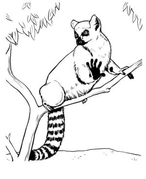 Lemur boyama sayfası, Lemur coloring page, Ağaç Dalı üzerinde Lemur, 