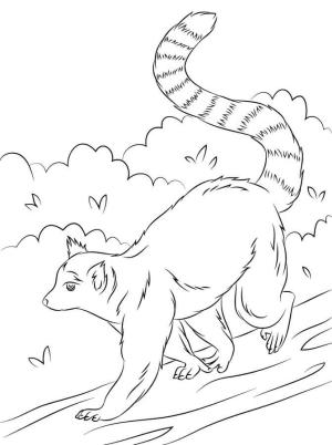 Lemur boyama sayfası, Lemur coloring page, Lemur Yürüyüşü, 