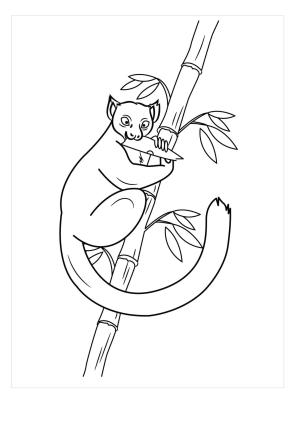 Lemur boyama sayfası, Lemur coloring page, Bambu Tırmanma Lemur, 