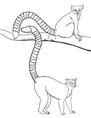 Lemur boyama sayfası, Lemur coloring page, İki Temel Lemur, 