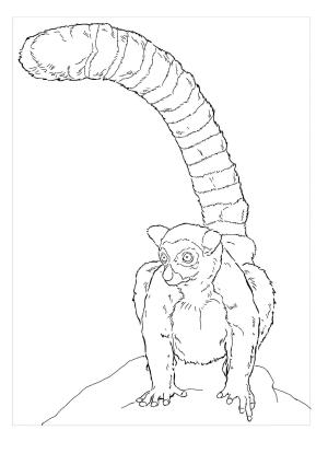 Lemur boyama sayfası, Lemur coloring page, Büyük Lemur, 