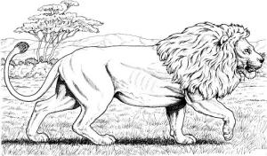 León boyama sayfası,  coloring page, Afrika Aslanı Yürüyüş, 