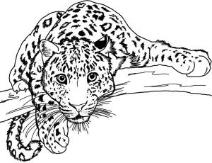 Leopar boyama sayfası, Leopards coloring page, Bir Dal Üzerinde Leopar, 