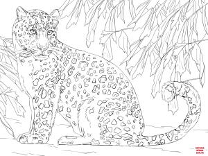 Leopar boyama sayfası, Leopards coloring page, , leopards amur leopard 