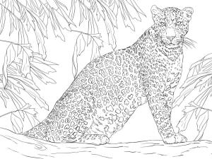 Leopar boyama sayfası, Leopards coloring page, Leopar 4, 