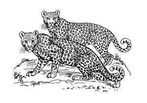 Leopar boyama sayfası, Leopards coloring page, İki Leopar, 