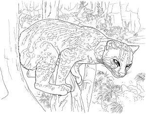 Leopar boyama sayfası, Leopards coloring page, Leopar 2, 