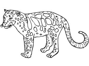 Leopar boyama sayfası, Leopards coloring page, Leopar Yazdır, 