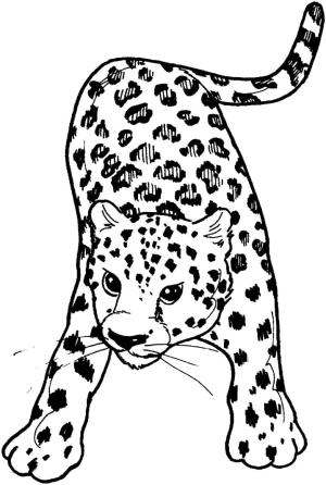 Leopar boyama sayfası, Leopards coloring page, Leopar Yazdırılabilir, 