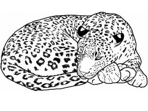 Leopar boyama sayfası, Leopards coloring page, Uyuyan Leopar, 