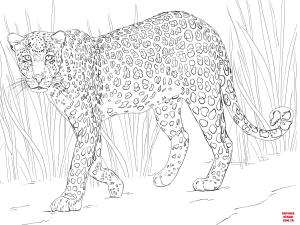 Leopar boyama sayfası, Leopards coloring page, , leopards african leopard 