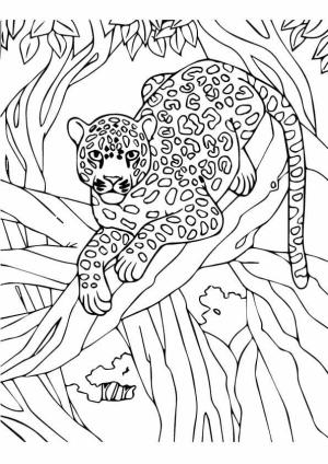 Leopar boyama sayfası, Leopards coloring page, Ağaçta Leopar, 