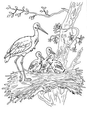 Leylek boyama sayfası,  coloring page, Aile Leylekleri, 