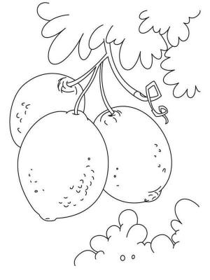 Limon boyama sayfası,  coloring page, üç Limon, 